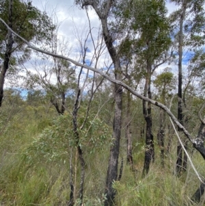 Eucalyptus globoidea at Jerrawangala National Park - 20 May 2023 01:47 PM