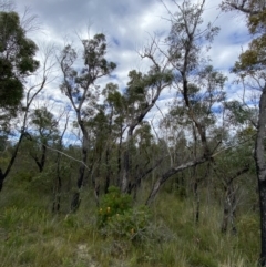 Eucalyptus globoidea at Jerrawangala National Park - 20 May 2023 01:47 PM