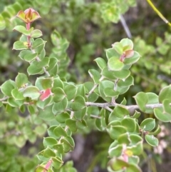 Leptospermum rotundifolium (Round Leaf Teatree) at Tianjara, NSW - 20 May 2023 by Tapirlord