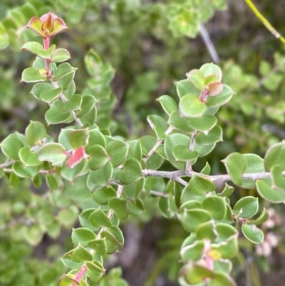 Leptospermum rotundifolium (Round Leaf Teatree) at Tianjara, NSW - 20 May 2023 by Tapirlord