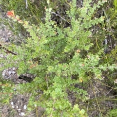 Leptospermum rotundifolium at Tianjara, NSW - suppressed