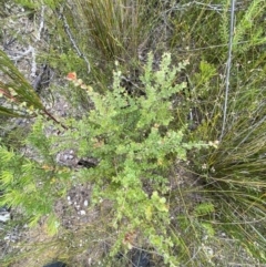 Leptospermum rotundifolium at Tianjara, NSW - suppressed