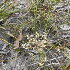 Lomandra micrantha subsp. tuberculata at Tianjara, NSW - 20 May 2023 01:40 PM