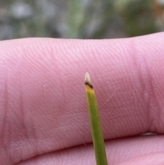 Lomandra micrantha subsp. tuberculata at Tianjara, NSW - 20 May 2023 01:40 PM