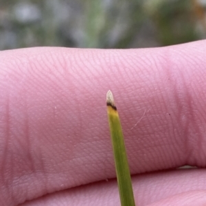 Lomandra micrantha subsp. tuberculata at Tianjara, NSW - 20 May 2023 01:40 PM