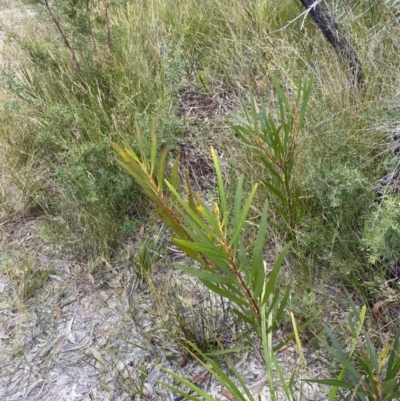 Acacia obtusifolia (Blunt-leaf Wattle) at Jerrawangala National Park - 20 May 2023 by Tapirlord