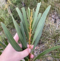 Acacia obtusifolia at Tianjara, NSW - 20 May 2023 01:38 PM