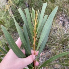Acacia obtusifolia at Tianjara, NSW - 20 May 2023