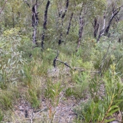 Acacia obtusifolia at Tianjara, NSW - 20 May 2023 01:38 PM