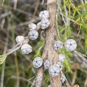 Leptospermum arachnoides at Tianjara, NSW - 20 May 2023