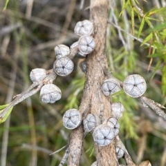 Leptospermum arachnoides (Spidery Tea-tree) at Jerrawangala National Park - 20 May 2023 by Tapirlord
