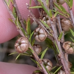 Leptospermum arachnoides at Tianjara, NSW - 20 May 2023