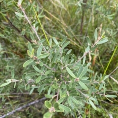 Gaudium trinerva (Paperbark Teatree) at Tianjara, NSW - 20 May 2023 by Tapirlord