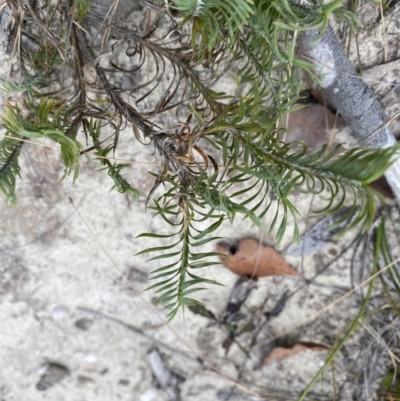 Lomandra obliqua (Twisted Matrush) at Jerrawangala National Park - 20 May 2023 by Tapirlord