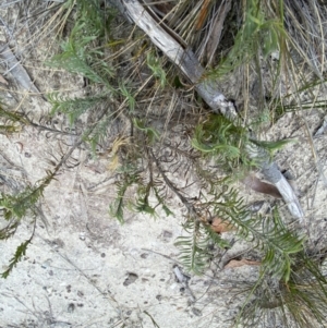 Lomandra obliqua at Tianjara, NSW - 20 May 2023