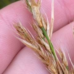 Lepyrodia scariosa at Tianjara, NSW - 20 May 2023