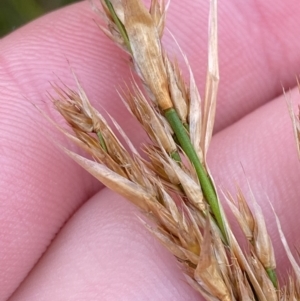 Lepyrodia scariosa at Tianjara, NSW - 20 May 2023