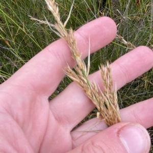 Lepyrodia scariosa at Tianjara, NSW - 20 May 2023