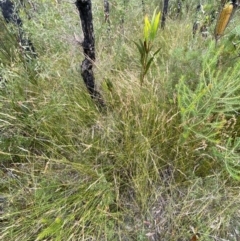 Lepyrodia scariosa at Tianjara, NSW - 20 May 2023