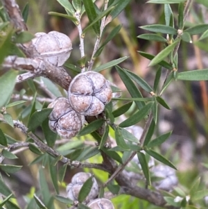 Leptospermum continentale at Tianjara, NSW - 20 May 2023