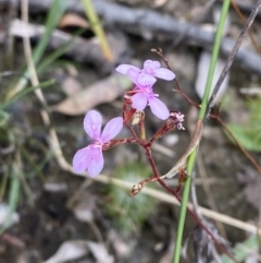 Stylidium laricifolium (Giant Triggerplant, Tree Triggerplant) at Tianjara, NSW - 20 May 2023 by Tapirlord