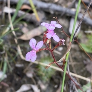 Stylidium laricifolium at Tianjara, NSW - 20 May 2023
