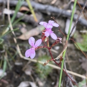 Stylidium laricifolium at Tianjara, NSW - 20 May 2023