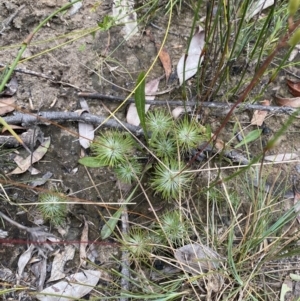 Stylidium laricifolium at Tianjara, NSW - 20 May 2023 01:29 PM