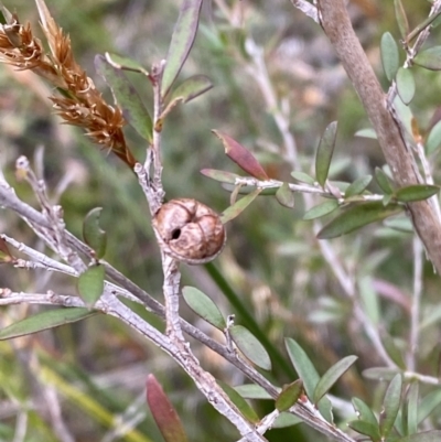 Leptospermum polygalifolium at Jerrawangala National Park - 20 May 2023 by Tapirlord