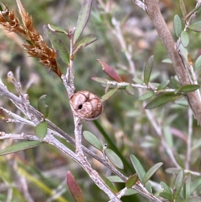 Unidentified Other Shrub at Tianjara, NSW - 20 May 2023 by Tapirlord