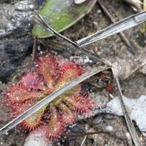 Drosera spatulata at Tianjara, NSW - 20 May 2023 01:27 PM