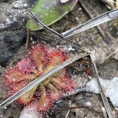 Drosera spatulata (Common Sundew) at Tianjara, NSW - 20 May 2023 by Tapirlord