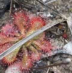 Drosera spatulata at Tianjara, NSW - 20 May 2023