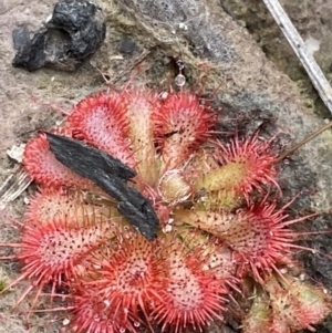 Drosera spatulata at Tianjara, NSW - 20 May 2023 01:27 PM