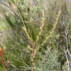 Acacia elongata (Swamp Wattle) at Jerrawangala National Park - 20 May 2023 by Tapirlord