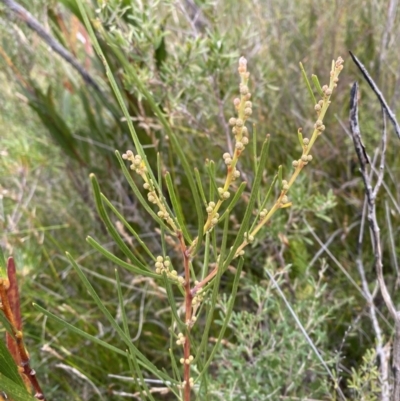 Acacia elongata (Swamp Wattle) at Jerrawangala National Park - 20 May 2023 by Tapirlord