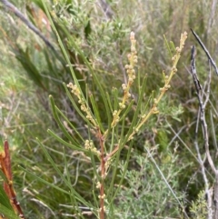 Acacia elongata (Swamp Wattle) at Tianjara, NSW - 20 May 2023 by Tapirlord
