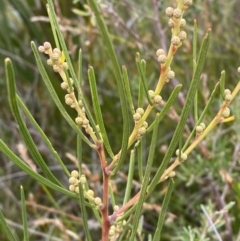 Acacia elongata at Tianjara, NSW - 20 May 2023