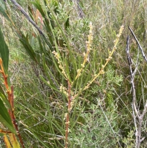 Acacia elongata at Tianjara, NSW - 20 May 2023