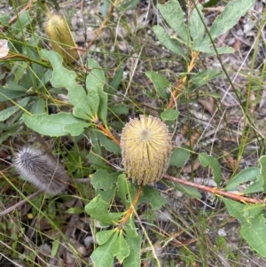 Banksia paludosa subsp. paludosa at Tianjara, NSW - 20 May 2023