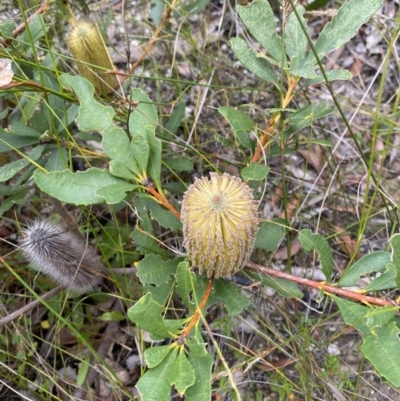 Banksia paludosa subsp. paludosa (Swamp Banksia) at Jerrawangala National Park - 20 May 2023 by Tapirlord