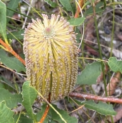 Banksia paludosa subsp. paludosa at Tianjara, NSW - 20 May 2023