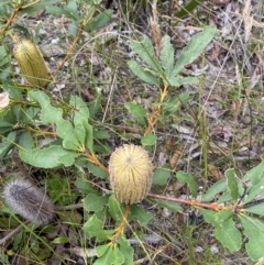 Banksia paludosa subsp. paludosa at Tianjara, NSW - 20 May 2023