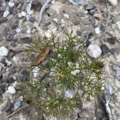 Petrophile pulchella (Conesticks) at Jerrawangala National Park - 20 May 2023 by Tapirlord