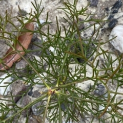 Petrophile pulchella at Tianjara, NSW - 20 May 2023