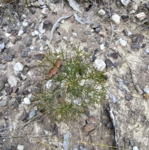 Petrophile pulchella at Tianjara, NSW - 20 May 2023