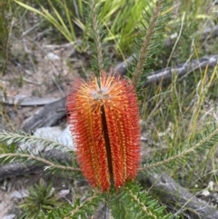 Banksia ericifolia subsp. ericifolia (Heath-leaved Banksia) at Jerrawangala National Park - 20 May 2023 by Tapirlord