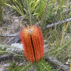 Banksia ericifolia subsp. ericifolia at Tianjara, NSW - 20 May 2023 01:25 PM