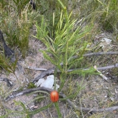 Banksia ericifolia subsp. ericifolia at Tianjara, NSW - 20 May 2023 01:25 PM