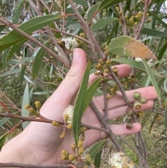 Eucalyptus stricta at Jerrawangala National Park - 20 May 2023